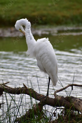 Great Egret