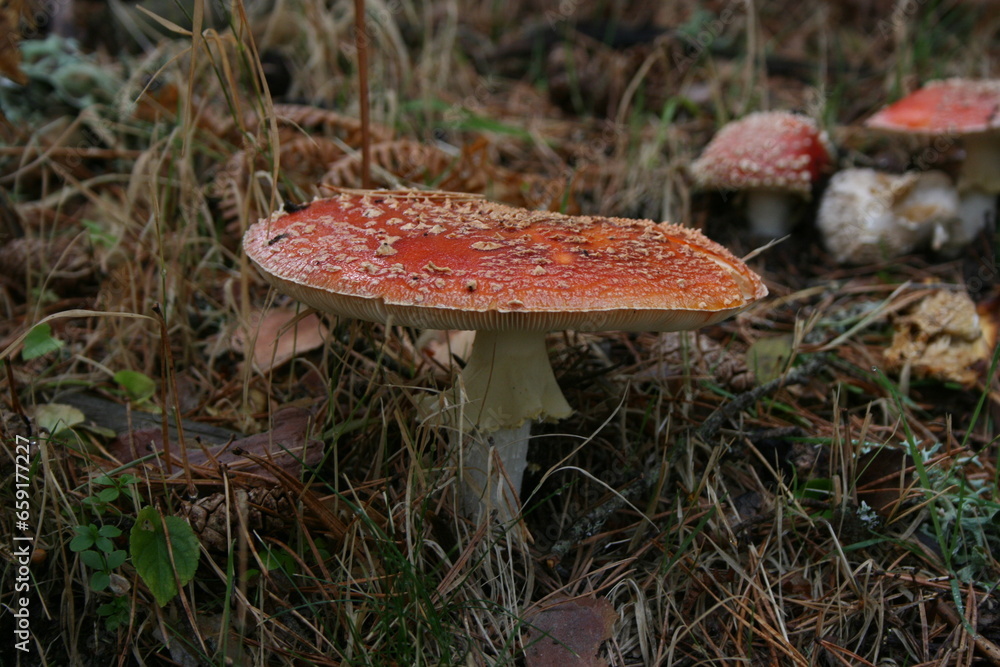 long stem mushroom in pine forest long stem mushroom in pine forest