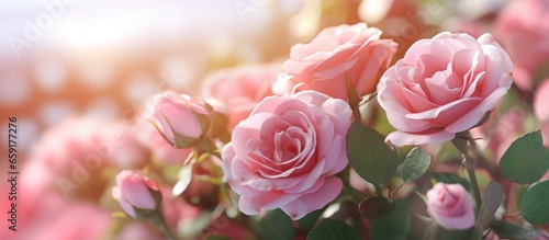 Summer delicate blooming pink roses pastel background