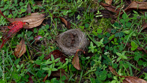 Fallen Bird's Nest