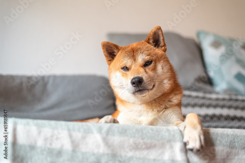 Cute sShiba inu dog is lying on the sofa