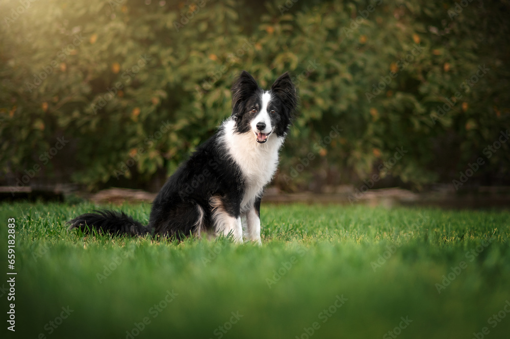 border collie dog on a walk on a green lawn wonderful portraits of senior pet