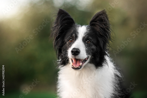 border collie dog on a walk on a green lawn wonderful portraits of senior pet © Kate