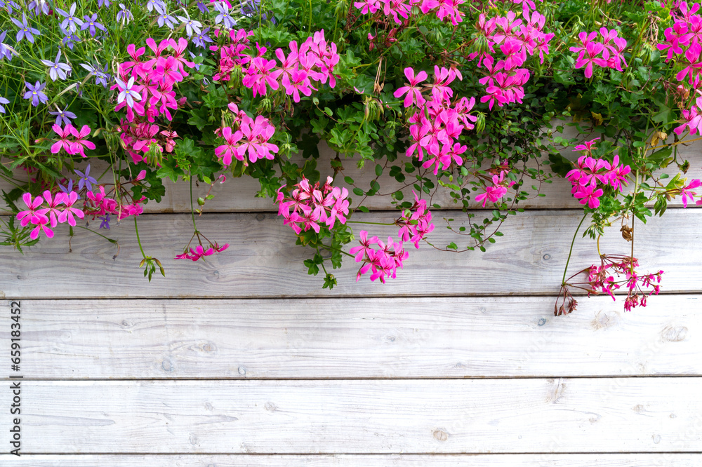 Fototapeta premium Colourful flower background. Blooming geranium and timber fence