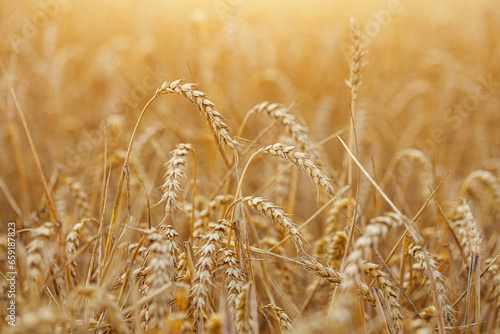 Golden field of ripe wheat