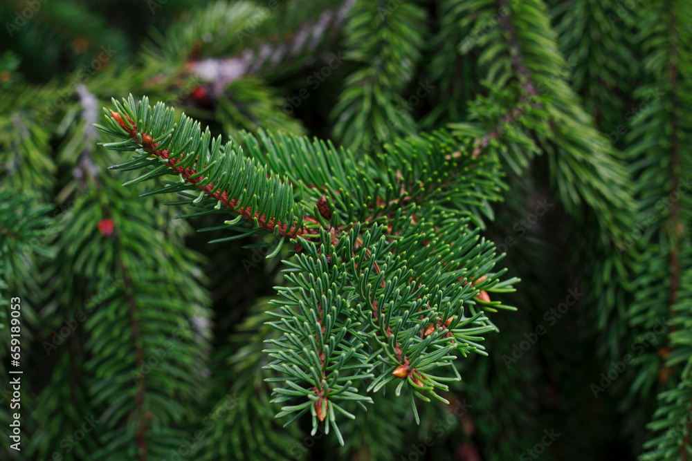 close up of evergreen fir tree branches as a christmas aromatic background close up of evergreen fir tree branches as a christmas aromatic background