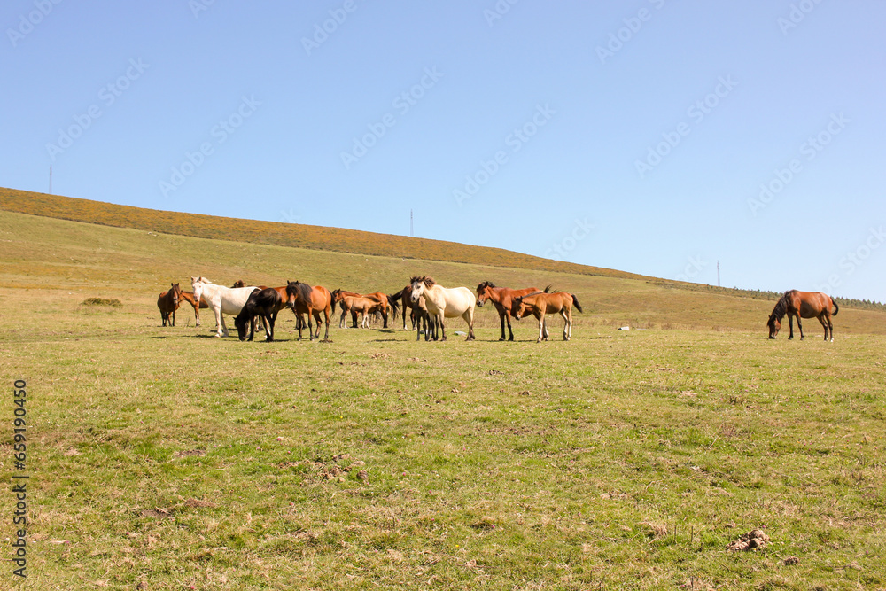 wild horses grazing in a field