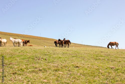 Wallpaper Mural white and dark horses Torontodigital.ca