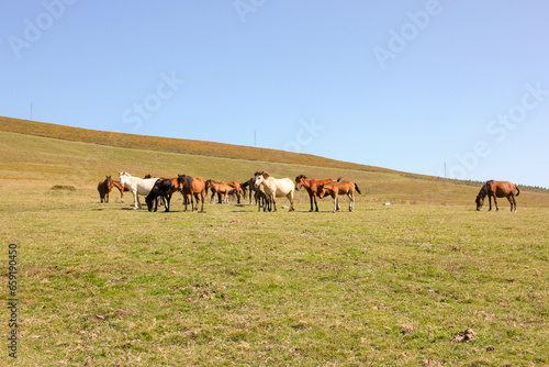 wild horses grazing in a field © Josefotograf