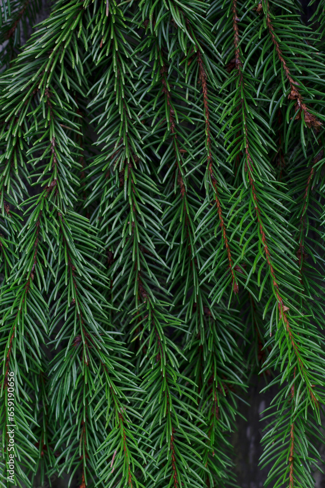 Fototapeta premium fresh evergreen fir branches background with close up