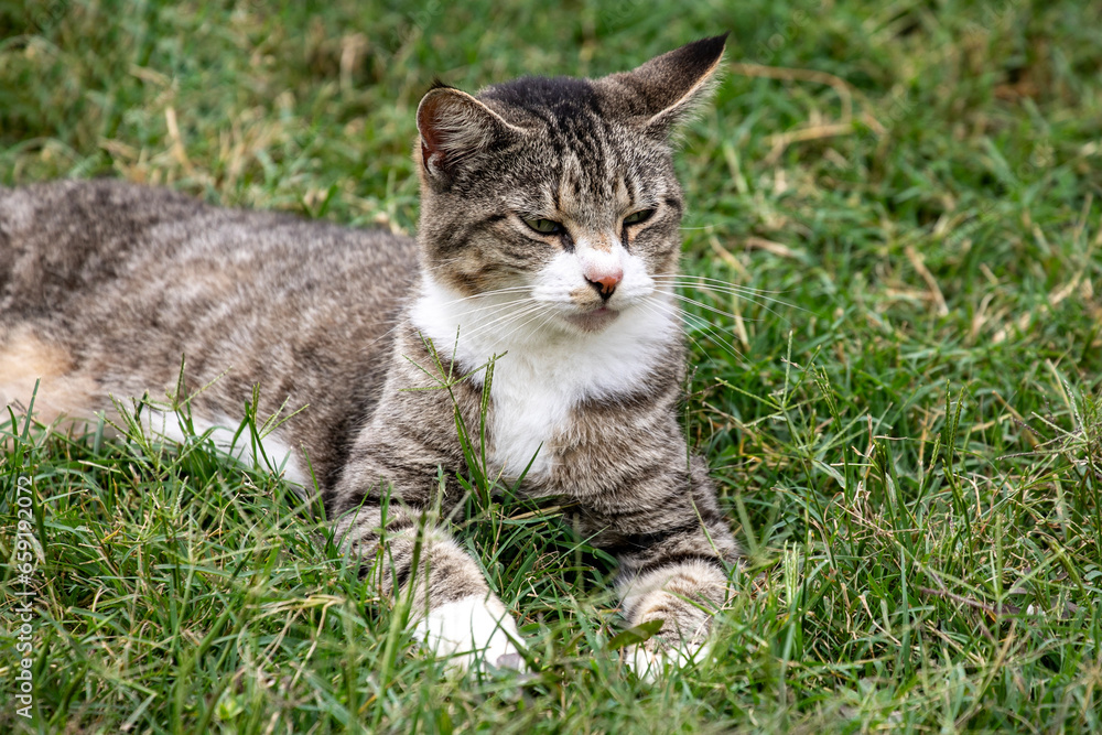 cat in grass