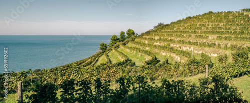 Vineyard on a hill in front of the sea. Fiorenzuola di Focara, Pesaro-Urbino  province,  Marche, Italy.