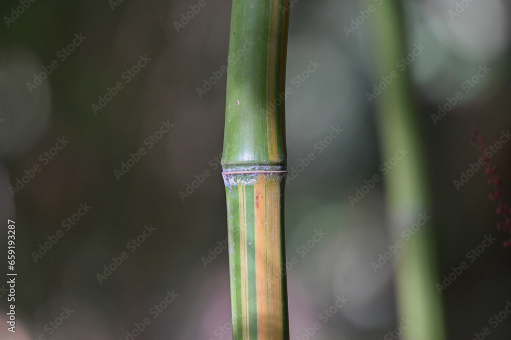 Obraz premium Bambou géant Phyllostachys iridescens, détail de chaume, macro des rayures au niveau du noeud