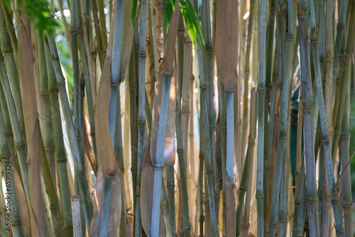 Bambou à chaumes bleus, type fargesia 