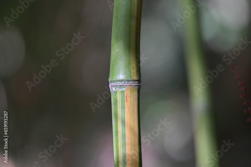 Bambou géant Phyllostachys iridescens, détail de chaume, macro des rayures au niveau du noeud