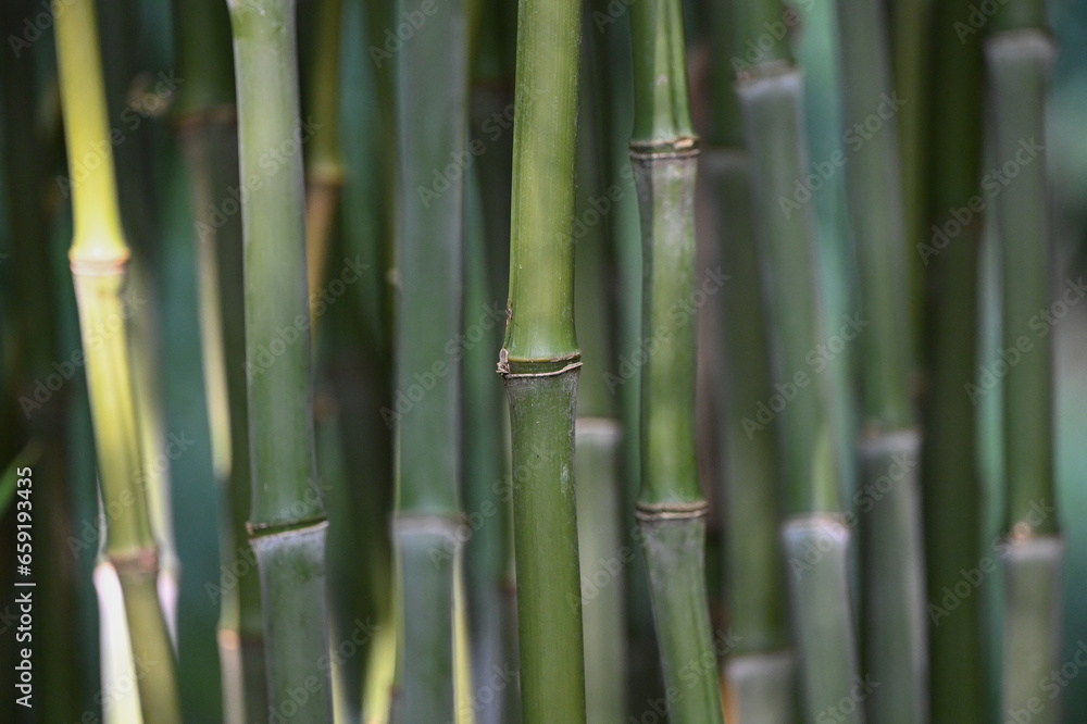 Fototapeta premium Bambou vert avec gros noeuds type phyllostachys nidularia, détail et tiges