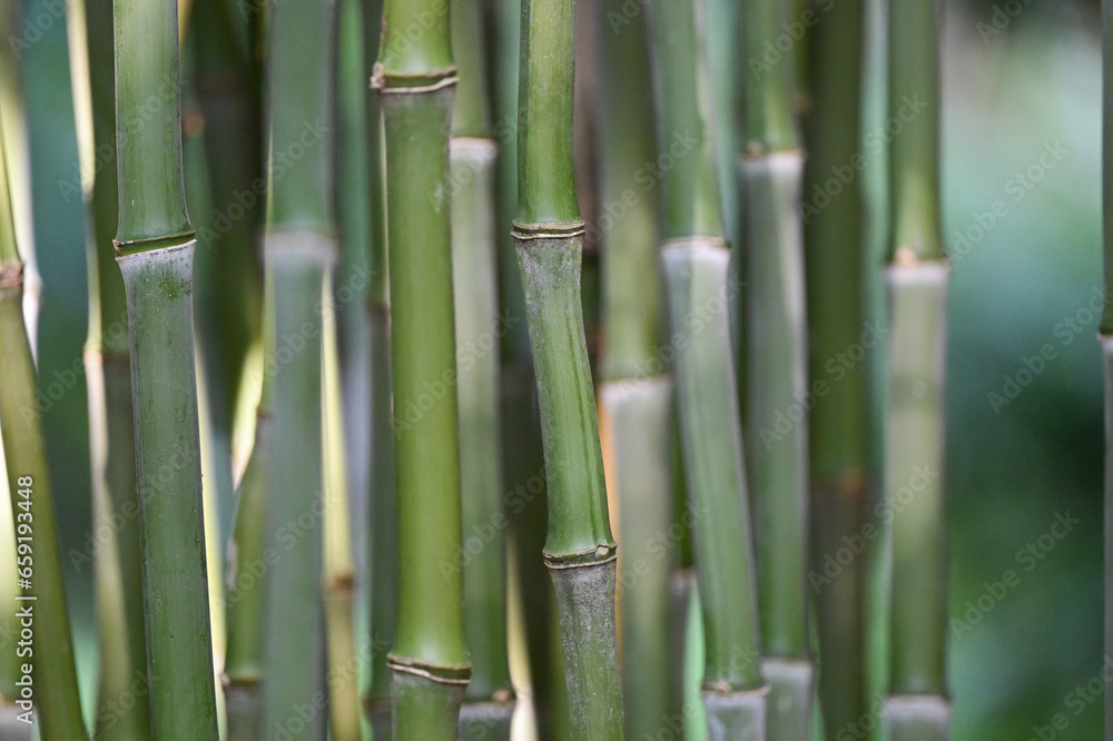 Obraz premium Bambou vert avec gros noeuds type phyllostachys nidularia, détail et tiges