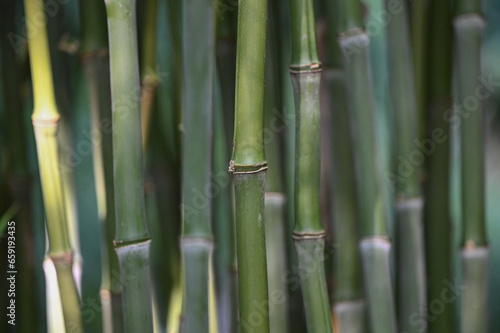 Bambou vert avec gros noeuds type phyllostachys nidularia  d  tail et tiges