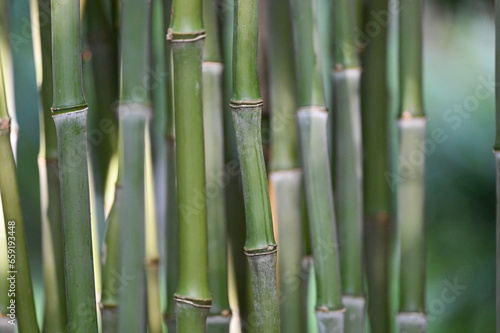 Bambou vert avec gros noeuds type phyllostachys nidularia  d  tail et tiges