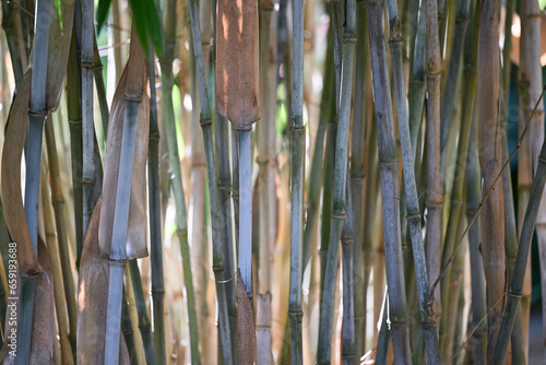 Bambou bleu, cannes avec pruine bleu type fargesia papyrifera avec gaines  photo