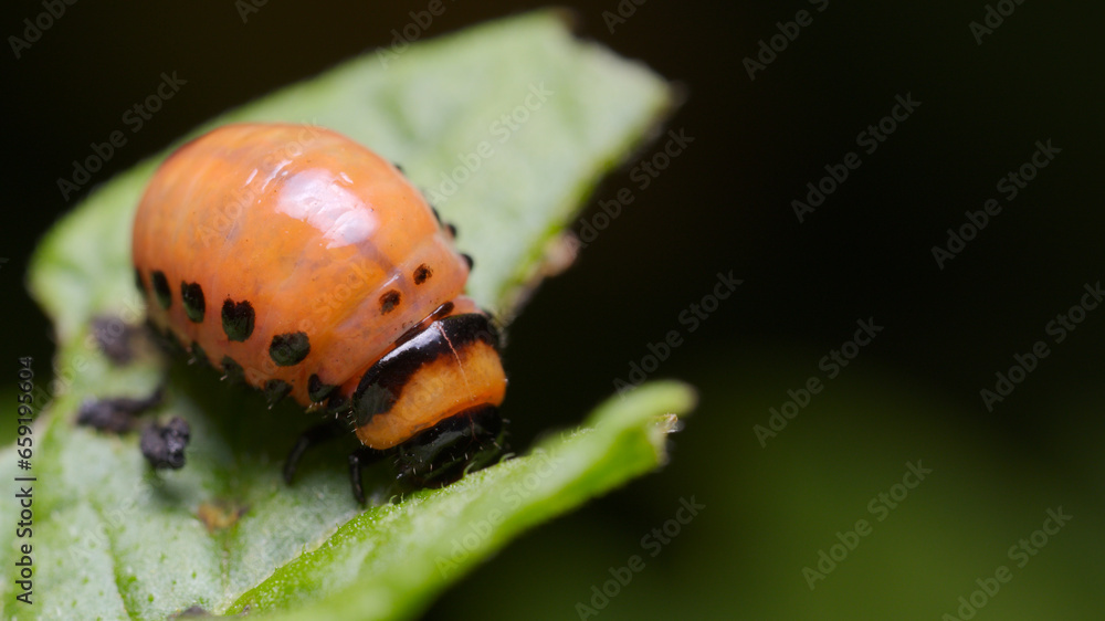 Colorado potato beetle larva (Leptinotarsa decemlineata) feeding on a potato leaf. Colorado potato beetle larva (Leptinotarsa decemlineata) feeding on a potato leaf.