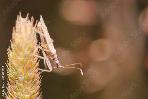 Berytinus (stilt bug from Berytidae family) sitting on grass inflorescence against brown background.