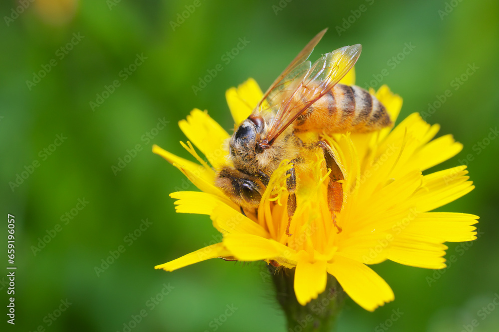 A bee pollinating and drinking nectar from a sow thistle (Sonchus) flower. A bee pollinating and drinking nectar from a sow thistle (Sonchus) flower.