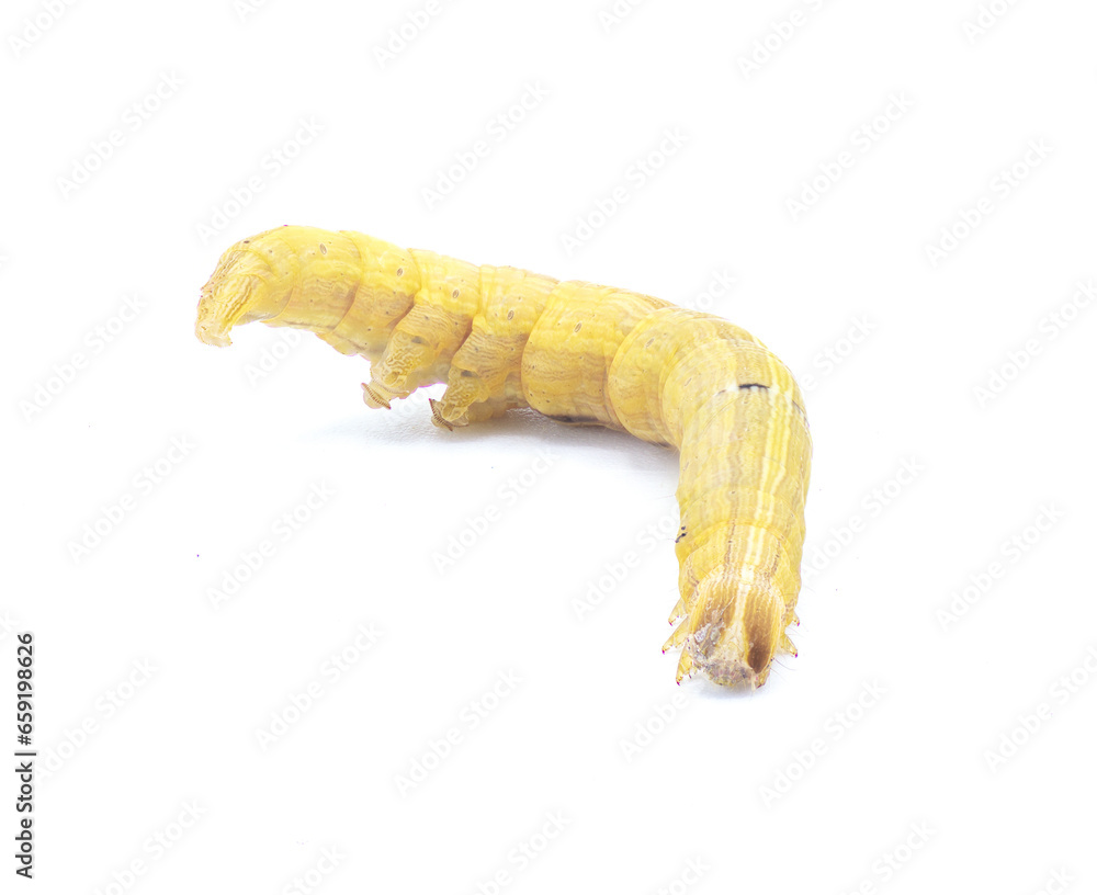 Naklejka premium Brown inchworm or inch worm larva caterpillar. Mocis marcida, the withered mocis, is a species of moth of the family Erebidae. isolated on white background front face view