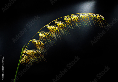 Sorghastrum secundum is a species of grass known by the common name lopsided Indian grass native to the Southeastern United States, yellow red flowers, blooms blossoms isolated on black background