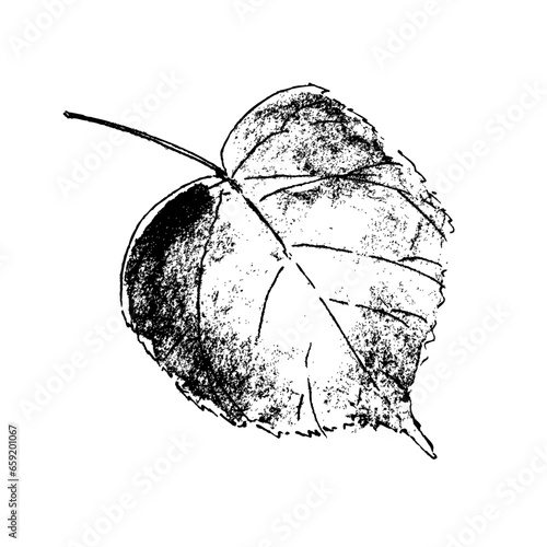 Hand drawn autumn linden leaf illustration. Perfect print for tee, poster, greeting card, stickers.