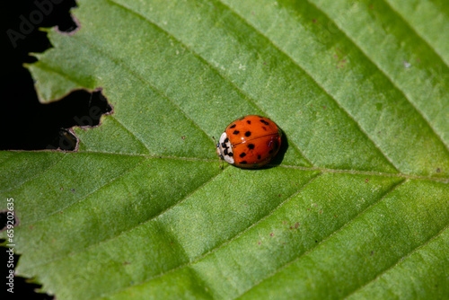 A ladybug on a leaf in Ontario Canada.