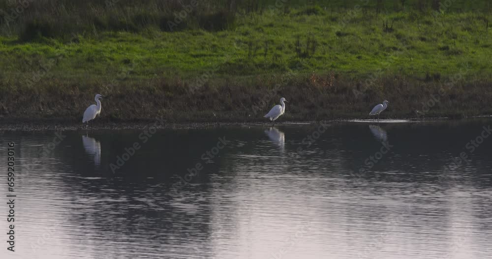 Three White Egret wading birds fishing river water shore Three White Egret wading birds fishing river water shore