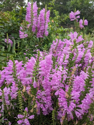 flowers in the garden