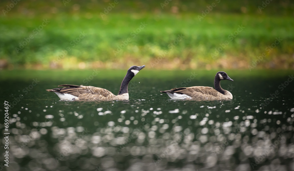 Canadian geese on a calm swim Canadian geese on a calm swim