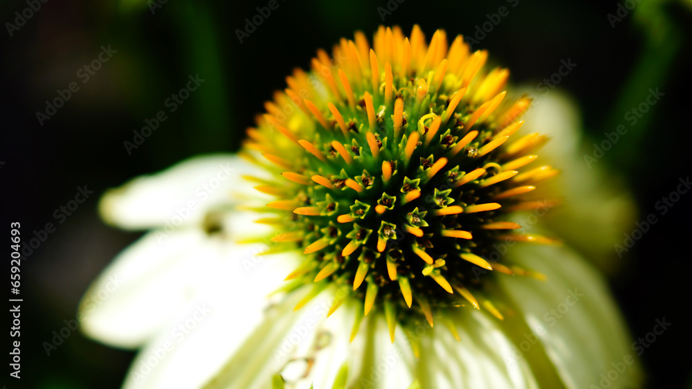 Close-up of a white and yellow echinacea flower with a blurred background Close-up of a white and yellow echinacea flower with a blurred background