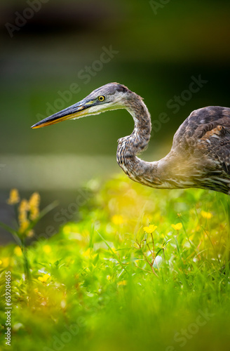 Juvenile great blue heron on a fishing hunt