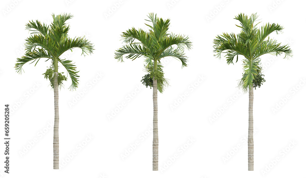 Areca catechu palm tree on transparent background, tropical plant, 3d render illustration. - obrazy, fototapety, plakaty 