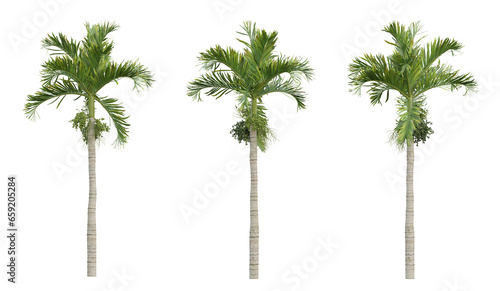 Areca catechu palm tree on transparent background, tropical plant, 3d render illustration.