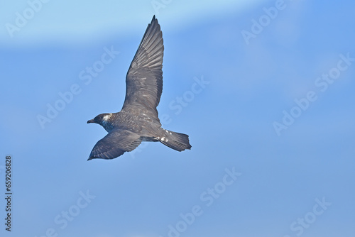 Parasitic Jaeger (Stercorarius parasiticus) in Antalya offshore Side.