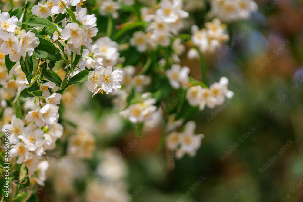 Flowering bushes. Background with selective focus and copy space Flowering bushes. Background with selective focus and copy space