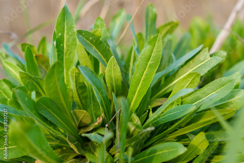 Weeds in the field. Background or backdrop with selective focus and copy space