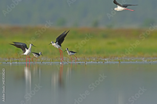 A group of Black-winged Stilts (Himantopus himantopus) in the lake. reflection and green background. courtship behaviour of birds © TAMER YILMAZ