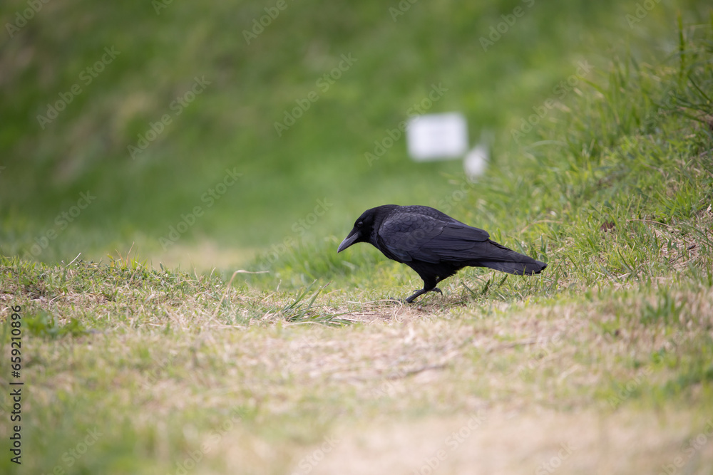 Obraz premium crow japan