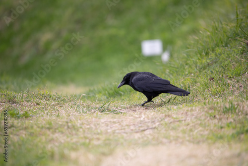 crow japan