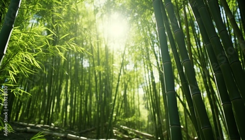 Sunlight streaming through a bamboo forest