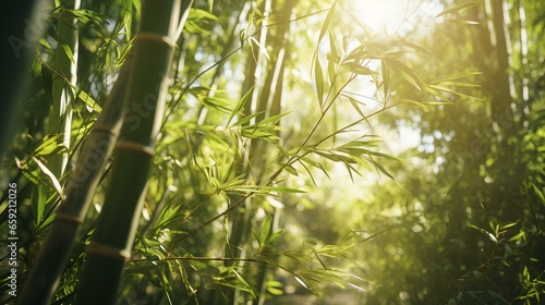 The sun shining through a grove of bamboo trees