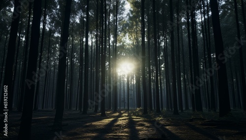 Sun rays filtering through a dense forest