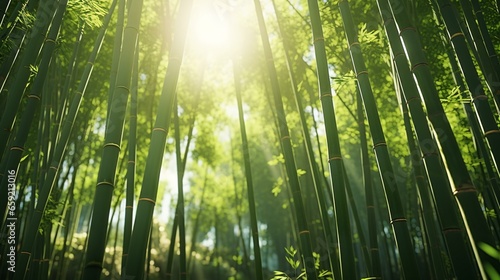 Sunlight filtering through a dense bamboo forest