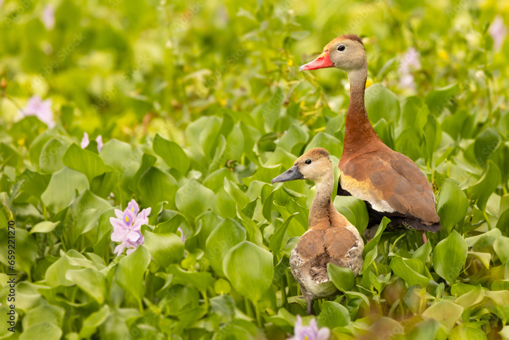 A black-bellied whistling duck (Dendrocygna autumnalis) and its young offspring in Sarasota, Florida A black-bellied whistling duck (Dendrocygna autumnalis) and its young offspring in Sarasota, Florida