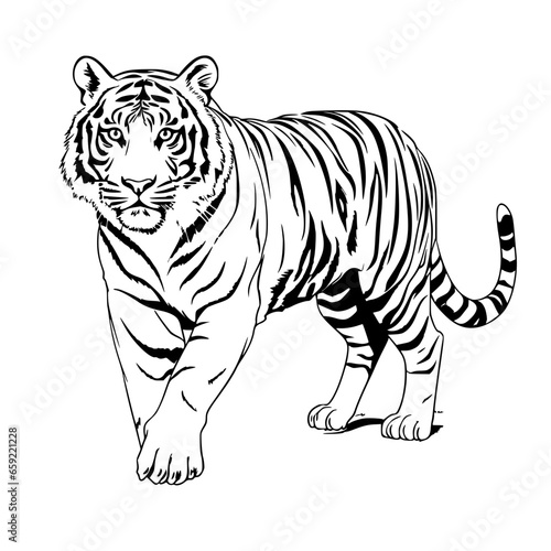 Simple Hand drawn Tiger Coloring Page Illustration
